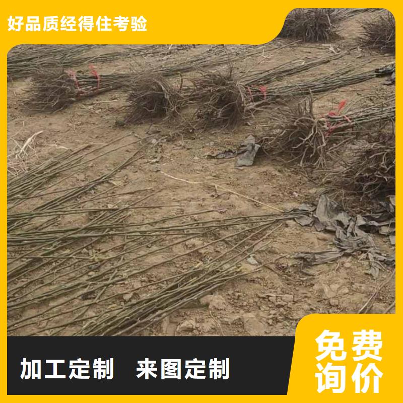 梨梨树苗基地就近发货