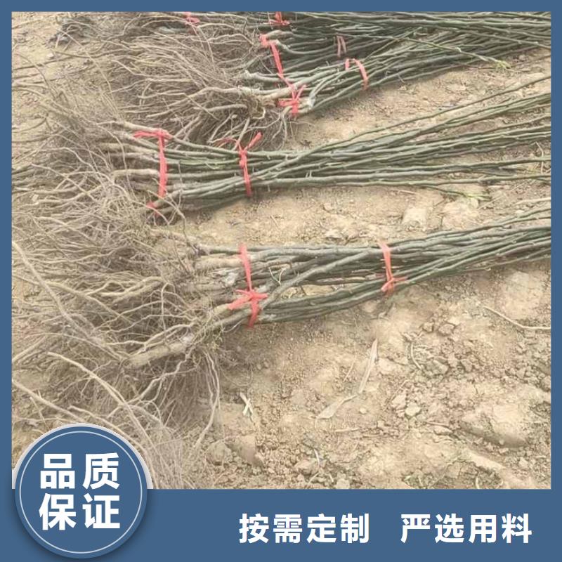 梨-秋月梨树苗工厂自营