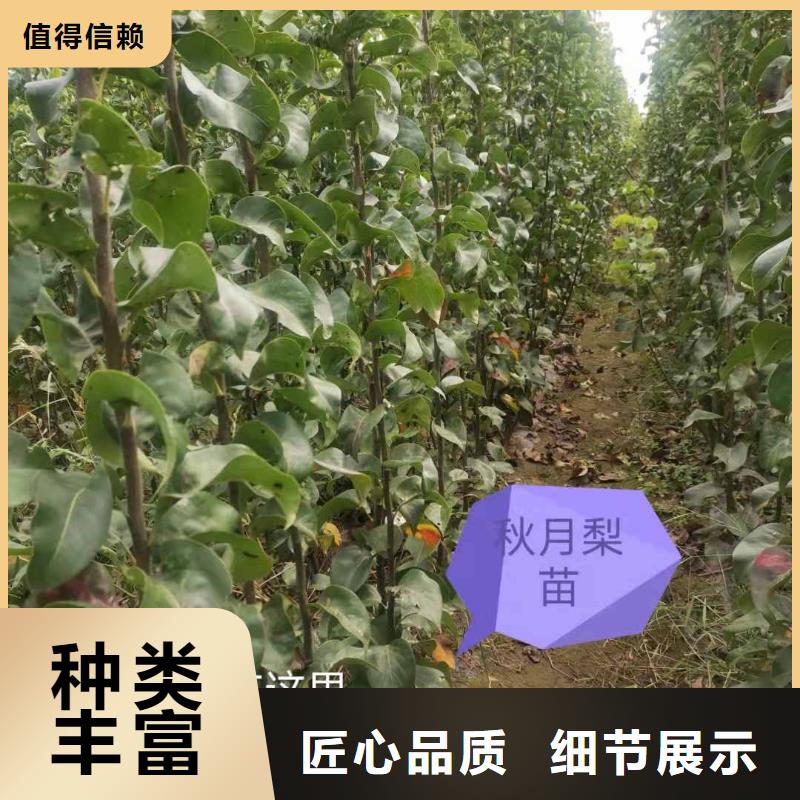 梨-红香酥梨树苗选择我们选择放心