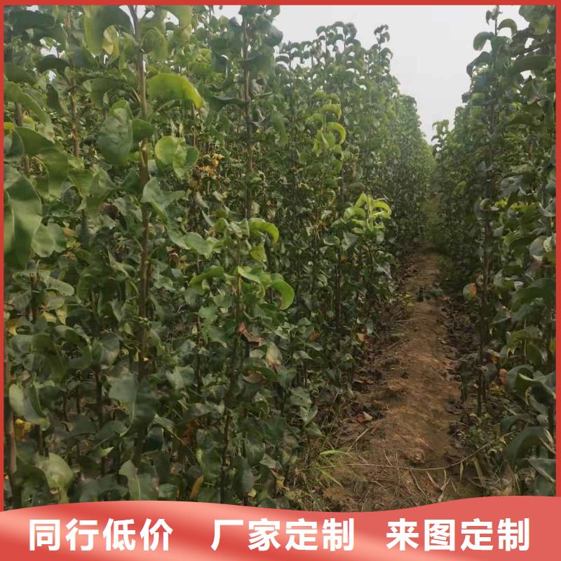 梨杜梨苗保质保量