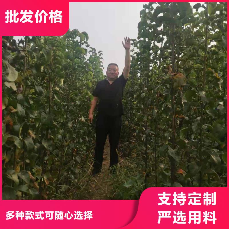 梨瑞蟠101桃树苗可定制