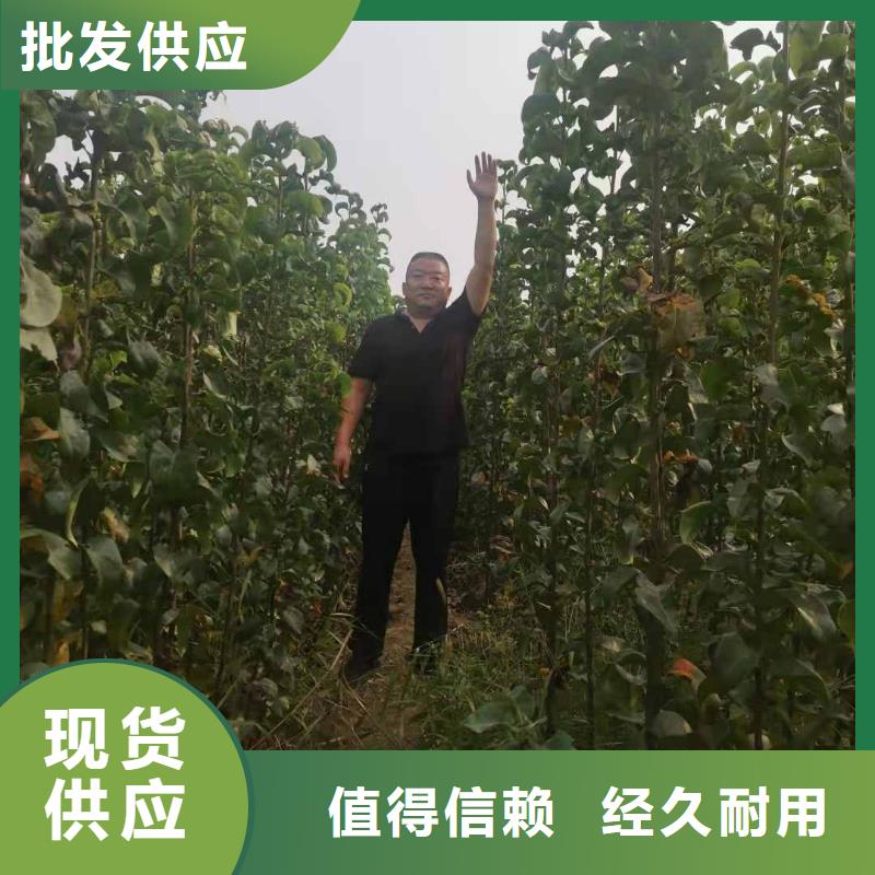 梨杜梨苗精选货源