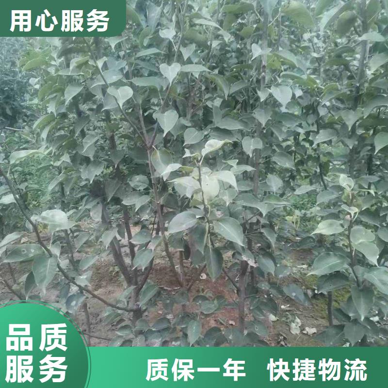 皇冠梨树苗视频-皇冠梨树苗|内蒙古包头市|通辽|乌兰察布|阿拉善|呼和浩特|锡林郭勒|赤峰