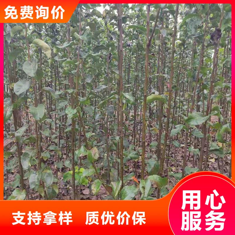 梨毛桃苗用心做好每一件产品