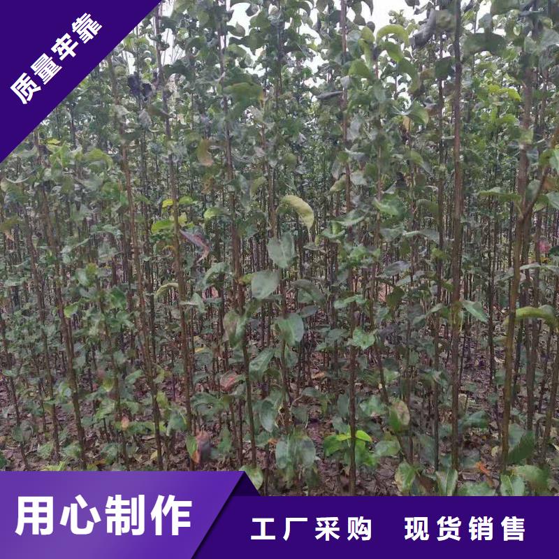 皇冠梨树苗视频-皇冠梨树苗(华仁)覆盖地域河北省邯郸市永年|大名|廊坊|沧州|承德|唐山|邢台|张家口