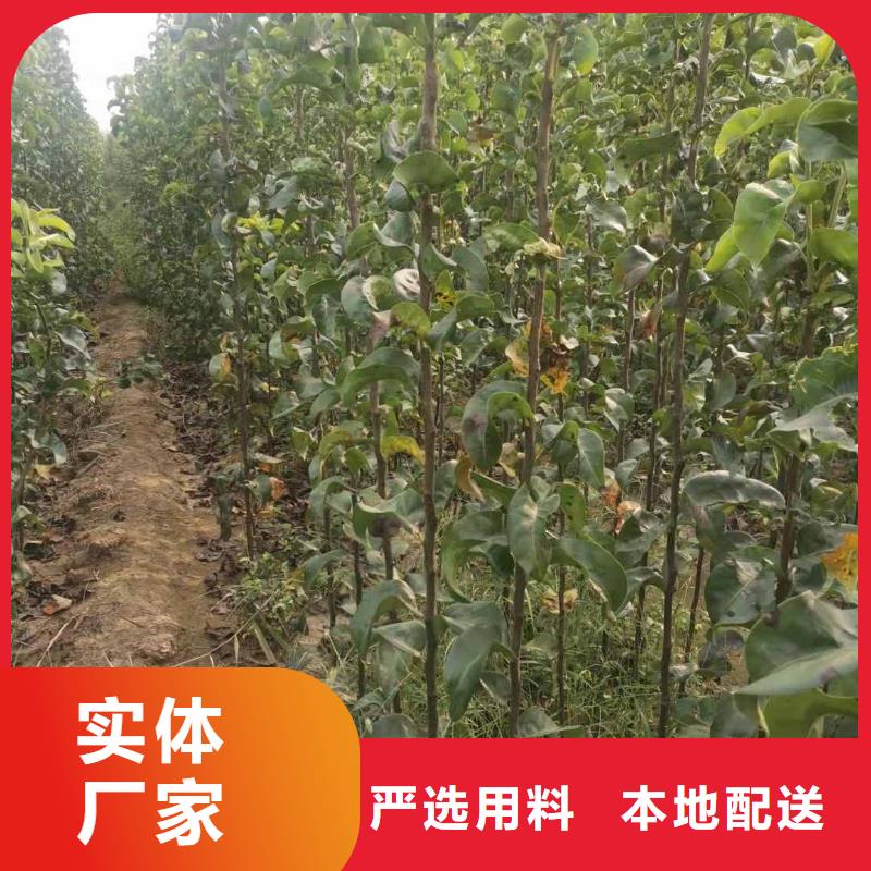 皇冠梨树苗视频-云南省丽江市华仁皇冠梨树苗可服务区域古城|永胜|红河|曲靖|德宏|昆明等