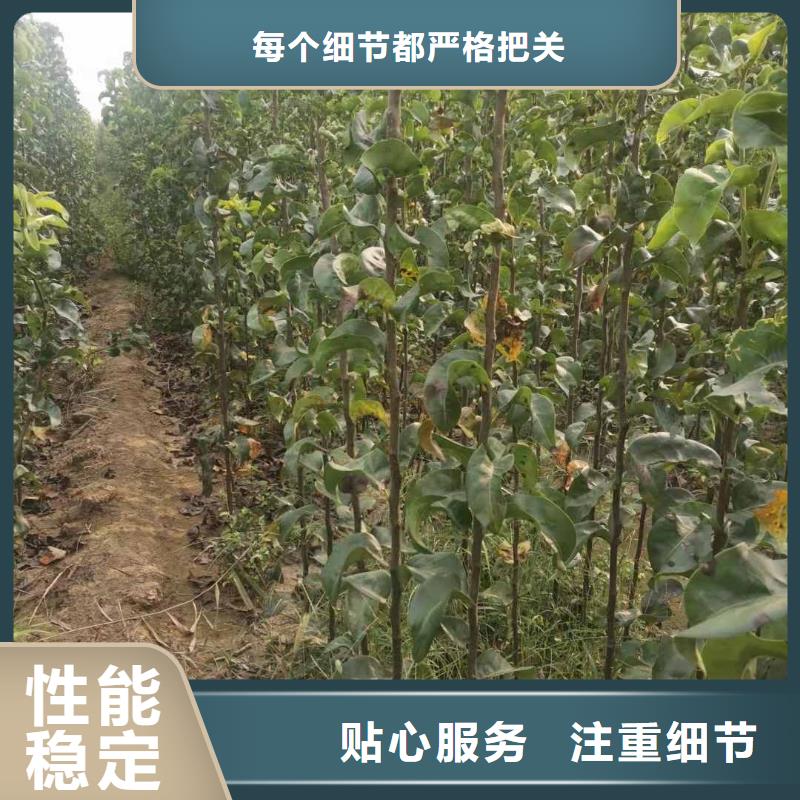 皇冠梨树苗视频-皇冠梨树苗(华仁)覆盖地域河北省邯郸市永年|大名|廊坊|沧州|承德|唐山|邢台|张家口