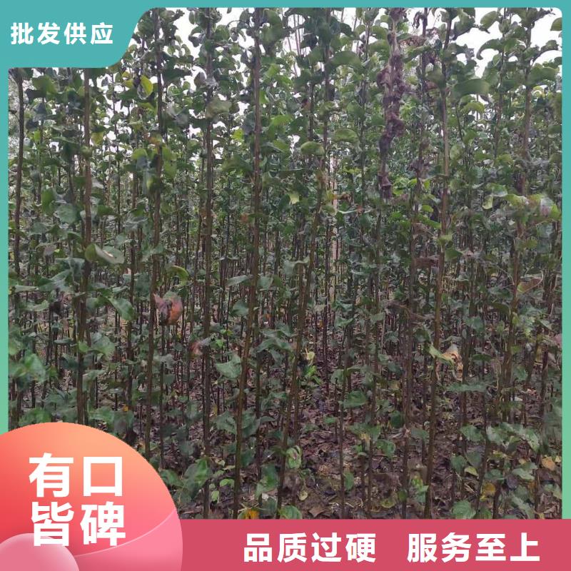 梨海棠苗厂家