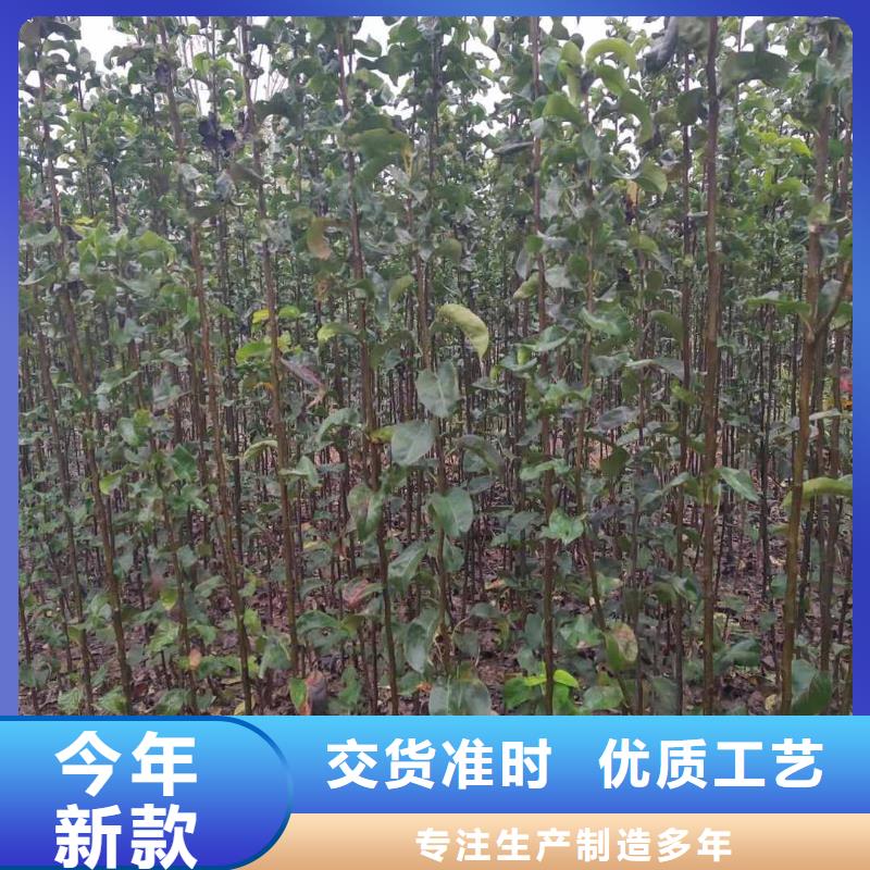 梨毛桃苗用心做好每一件产品