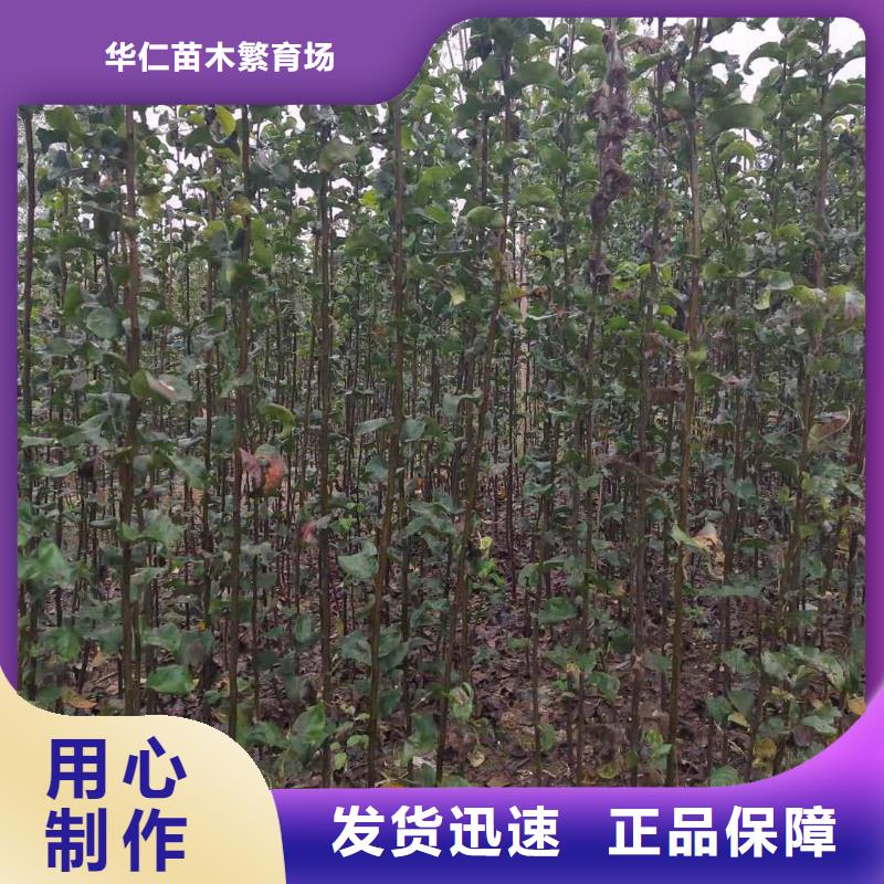 梨玉露香梨树苗一周内发货
