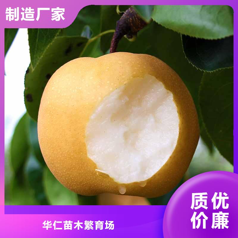 梨奥红一号梨苗诚信经营