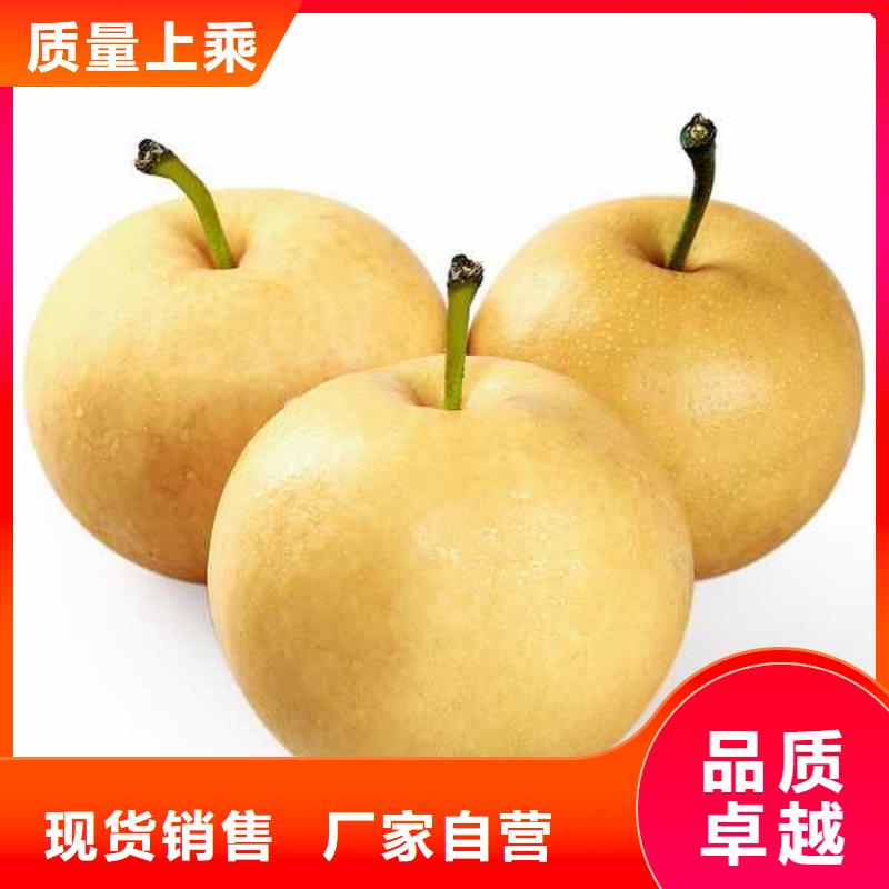 梨-香酥梨树苗海量现货直销