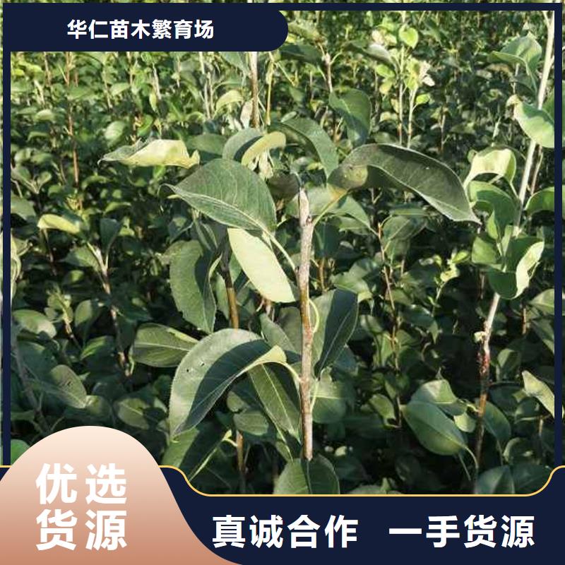 皇冠梨树苗视频-皇冠梨树苗(华仁)覆盖地域河北省邯郸市永年|大名|廊坊|沧州|承德|唐山|邢台|张家口