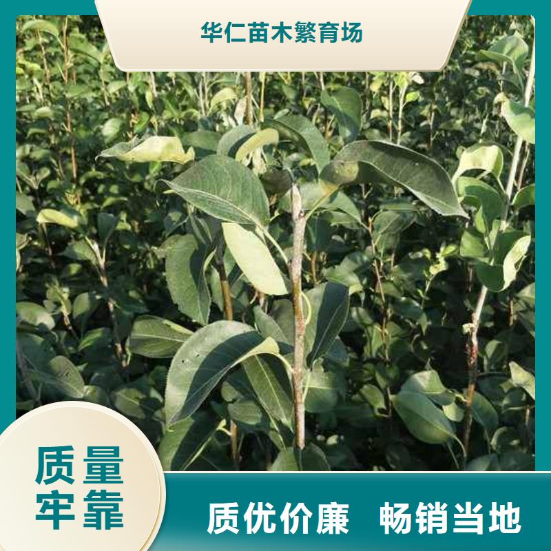 皇冠梨树苗视频-皇冠梨树苗|内蒙古包头市|通辽|乌兰察布|阿拉善|呼和浩特|锡林郭勒|赤峰
