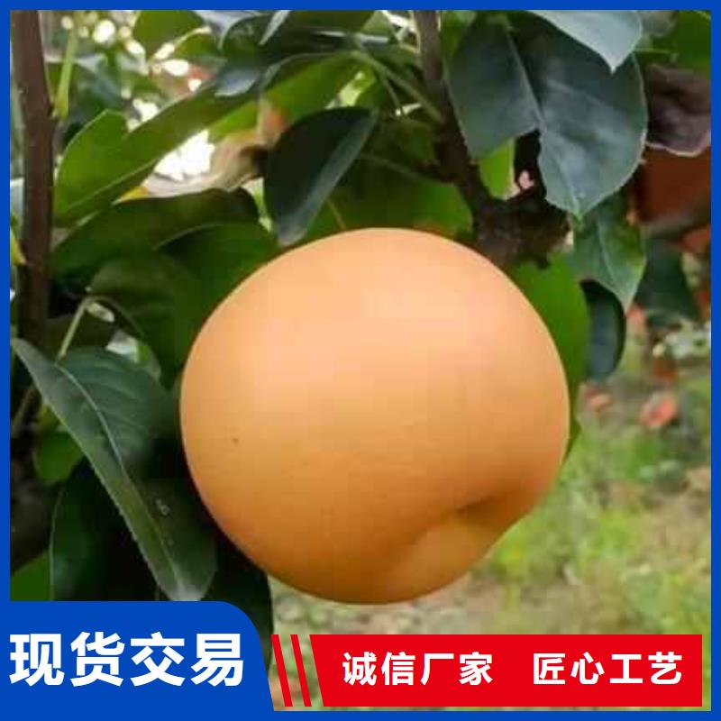 梨瑞蟠101桃树苗可定制