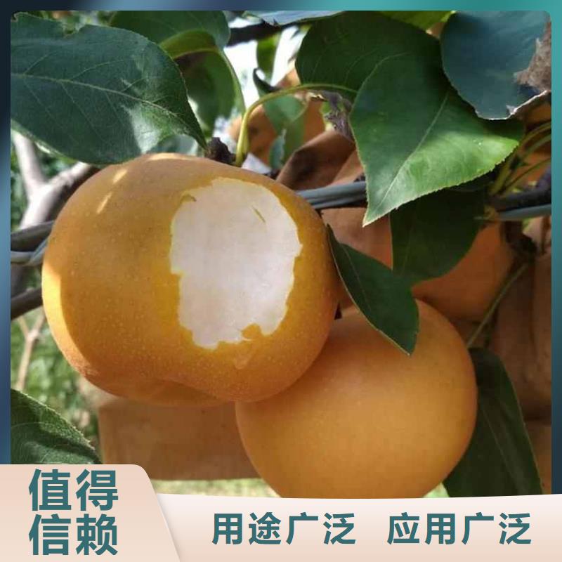 梨杜梨苗精选厂家好货