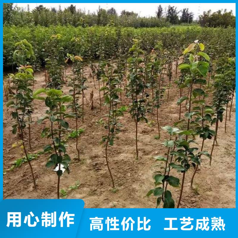 梨杜梨苗精选货源