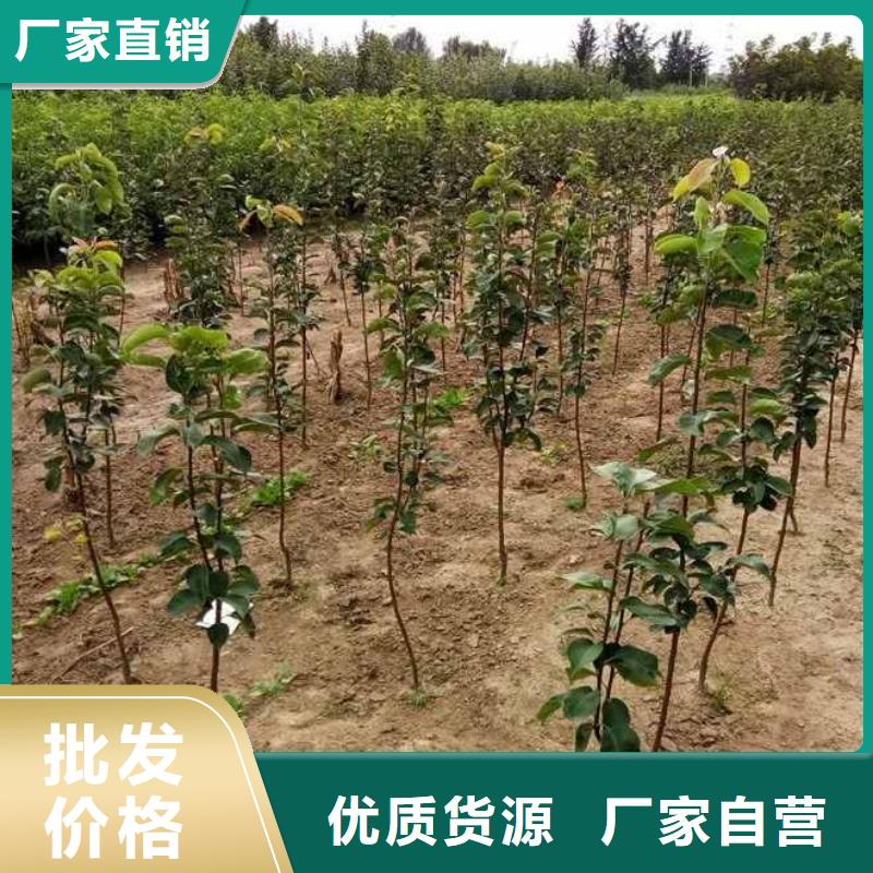 梨梨树苗基地就近发货