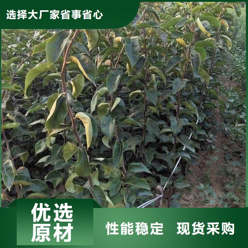 梨梨树苗基地产地采购