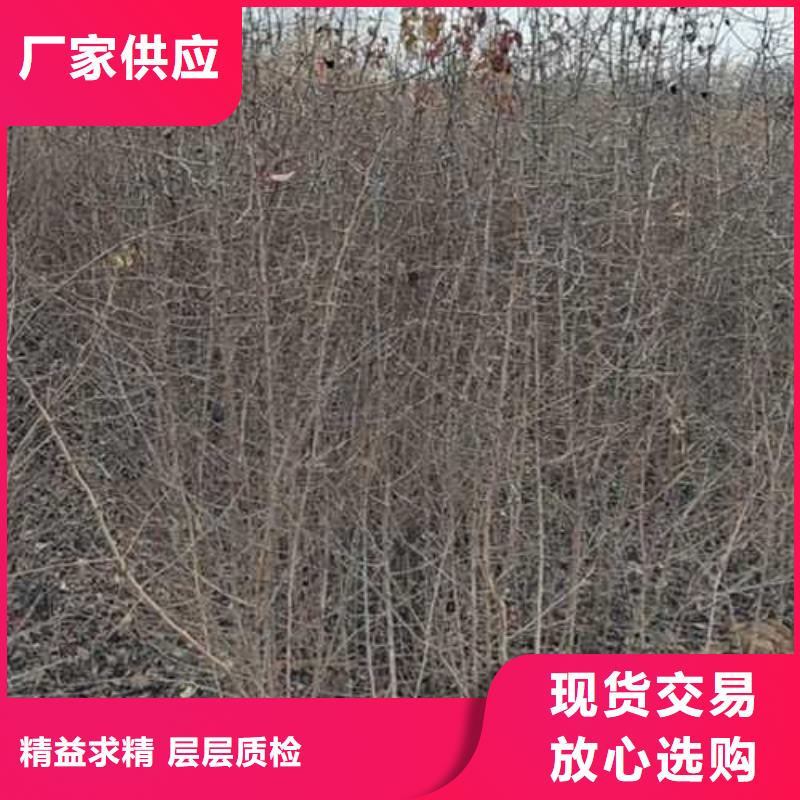 杜梨_秋月梨树苗一站式服务