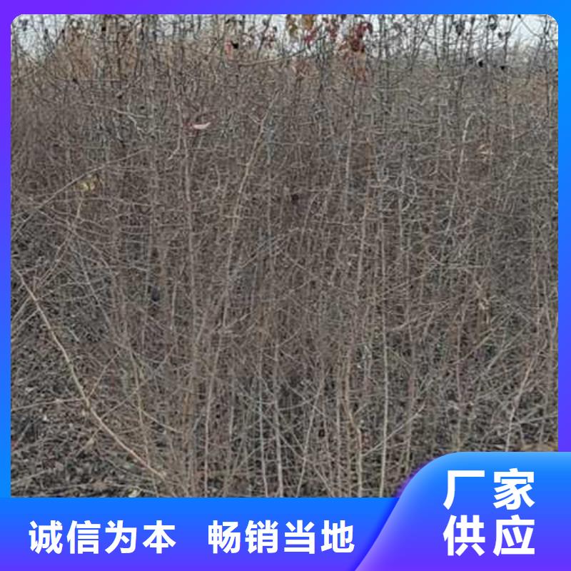 杜梨奥红全红梨树苗交货准时