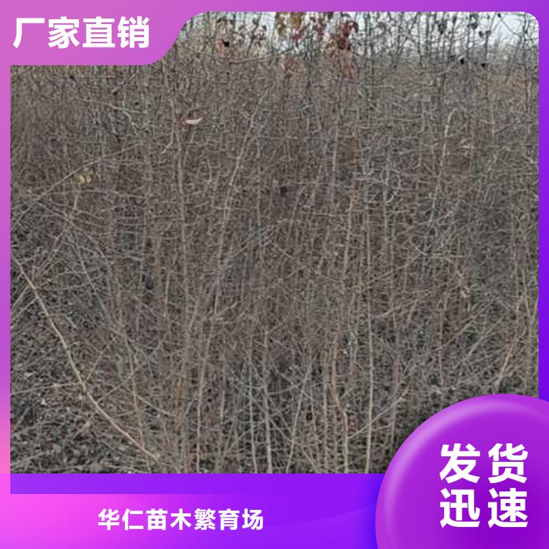 杜梨-【红香酥梨树苗】厂家批发价