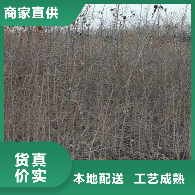 杜梨杜梨苗厂家型号齐全