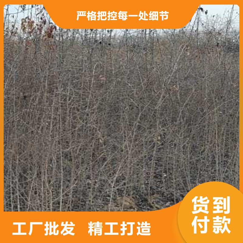 皇冠梨树苗视频-白银市皇冠梨树苗-周边可服务区域景泰|平川|兰州|平凉|临夏|武威|酒泉|定西|天水