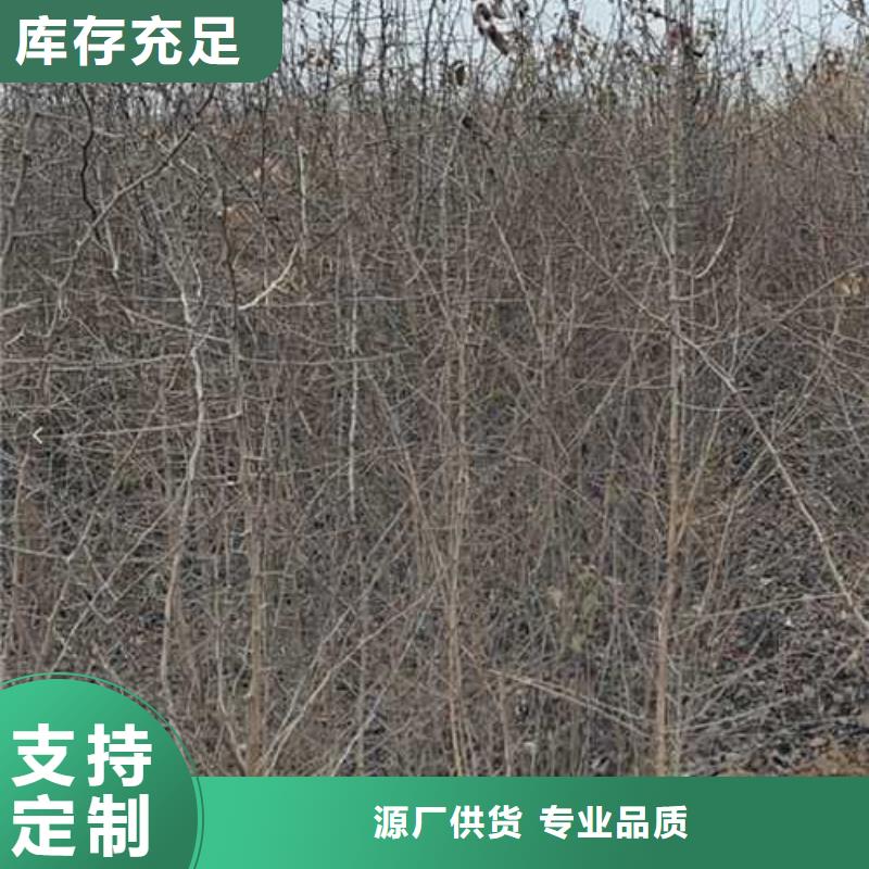 杜梨杜梨苗免费安装