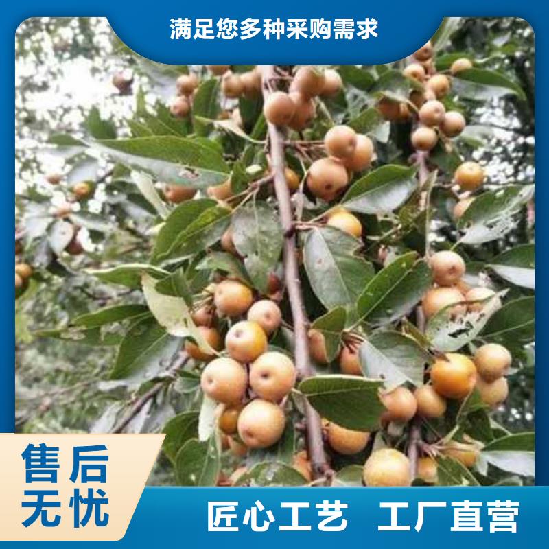 杜梨皇冠梨树苗商家直供