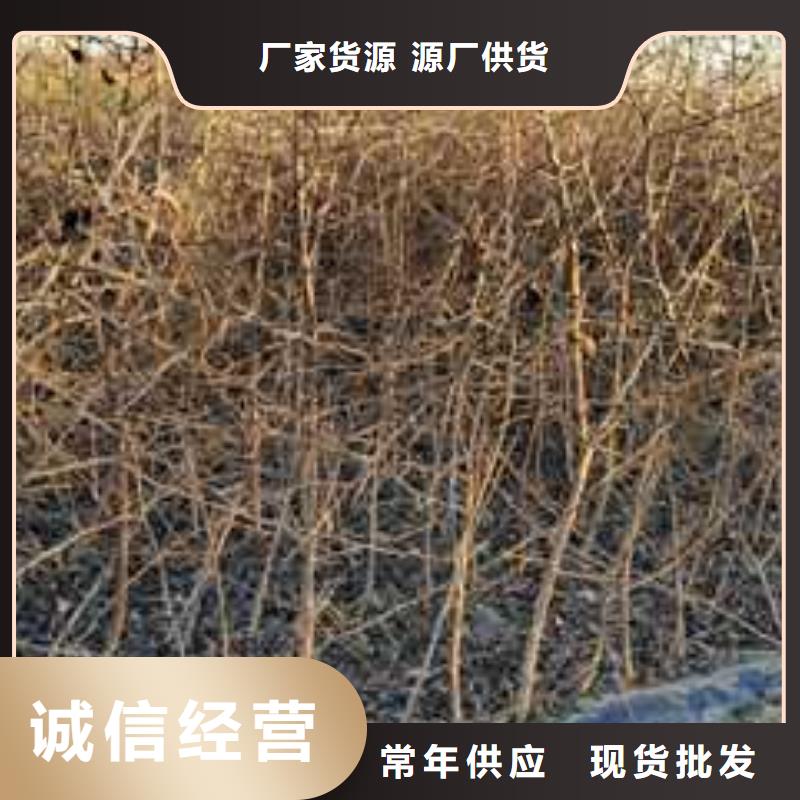 皇冠梨树苗视频-皇冠梨树苗-华仁苗木繁育场(常州市分公司)服务区域钟楼|溧阳|南通|盐城|连云港|淮安|无锡
