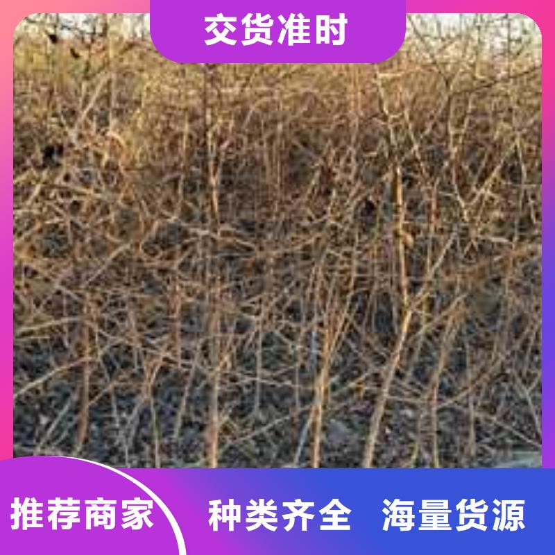 皇冠梨树苗视频-白银市皇冠梨树苗-周边可服务区域景泰|平川|兰州|平凉|临夏|武威|酒泉|定西|天水