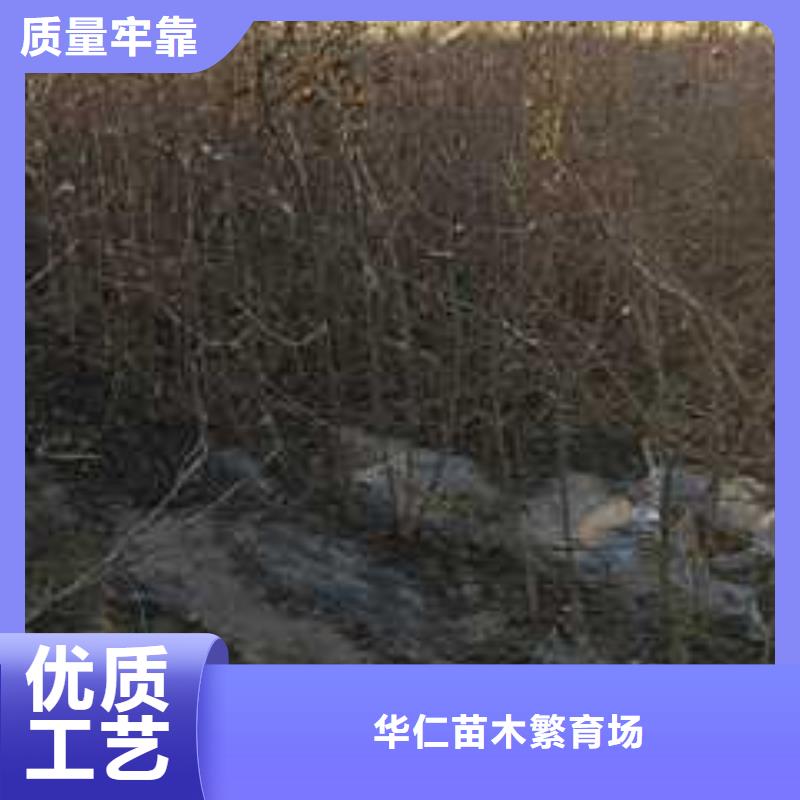 杜梨海棠苗发货及时