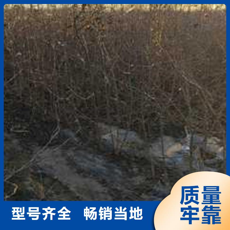 杜梨奥红一号梨苗真诚合作
