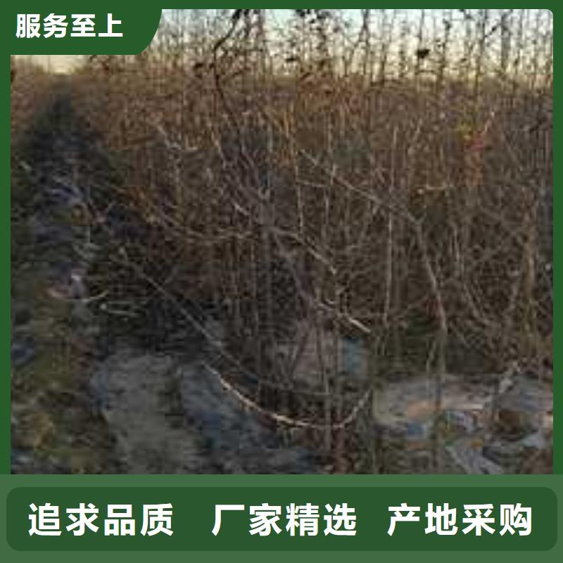 杜梨杜梨苗品质服务