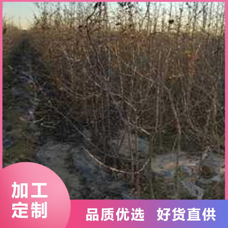 杜梨,奥红一号梨苗一站式采购商家