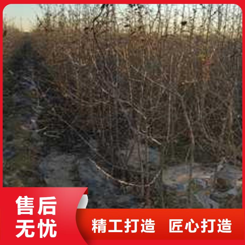 杜梨海棠苗厂家型号齐全