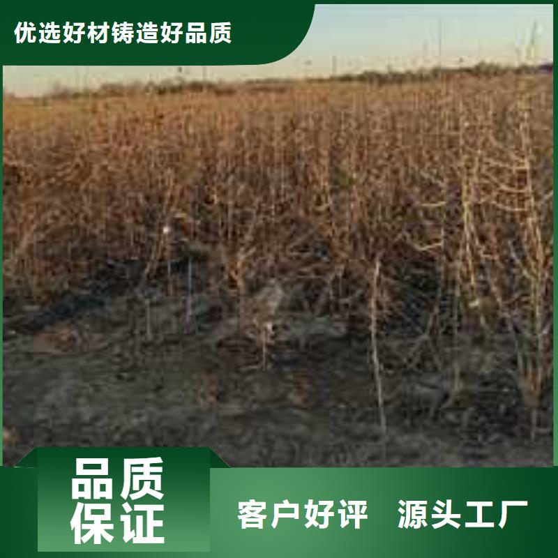 杜梨,奥红一号梨苗诚信经营质量保证