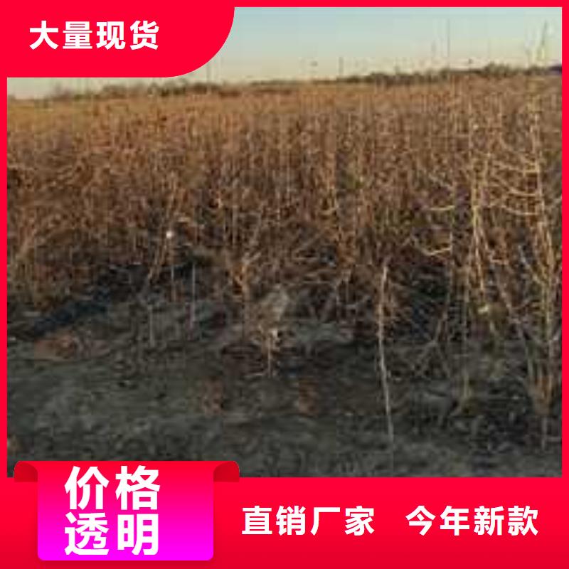 杜梨,奥红全红梨树苗现货充足量大优惠