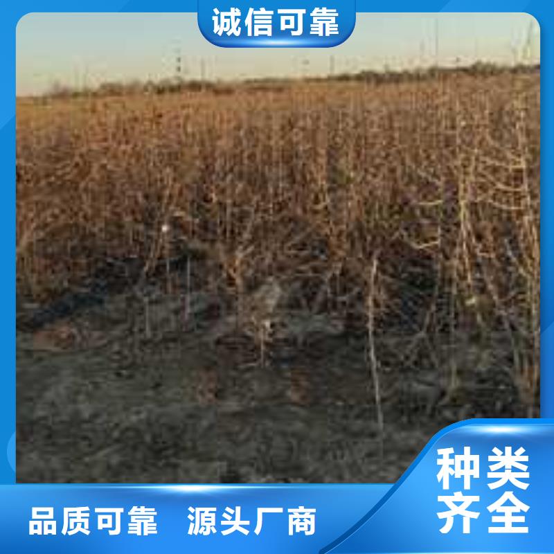 杜梨海棠苗发货及时