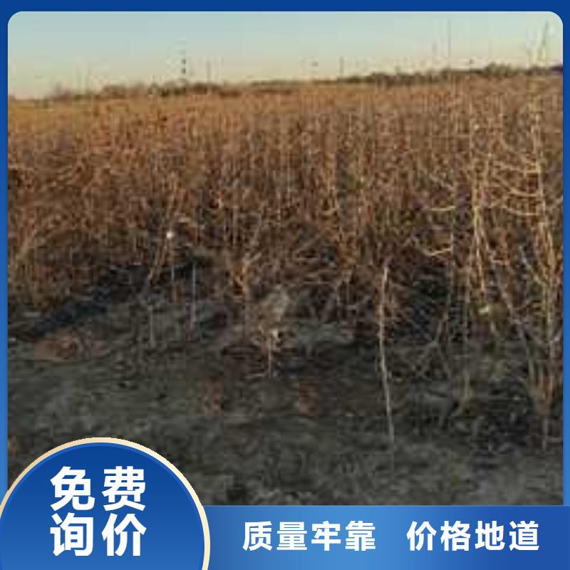 杜梨,奥红全红梨树苗现货充足量大优惠