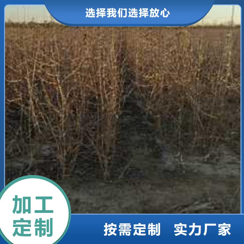 杜梨奥红一号梨苗真诚合作