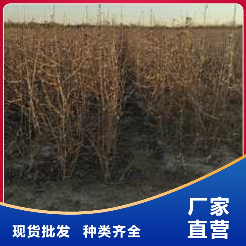 【杜梨】奥红一号梨苗严格把控质量