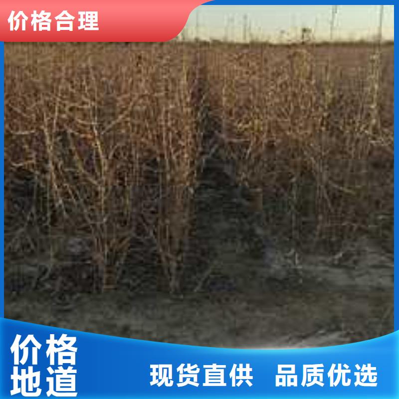杜梨奥红全红梨树苗交货准时