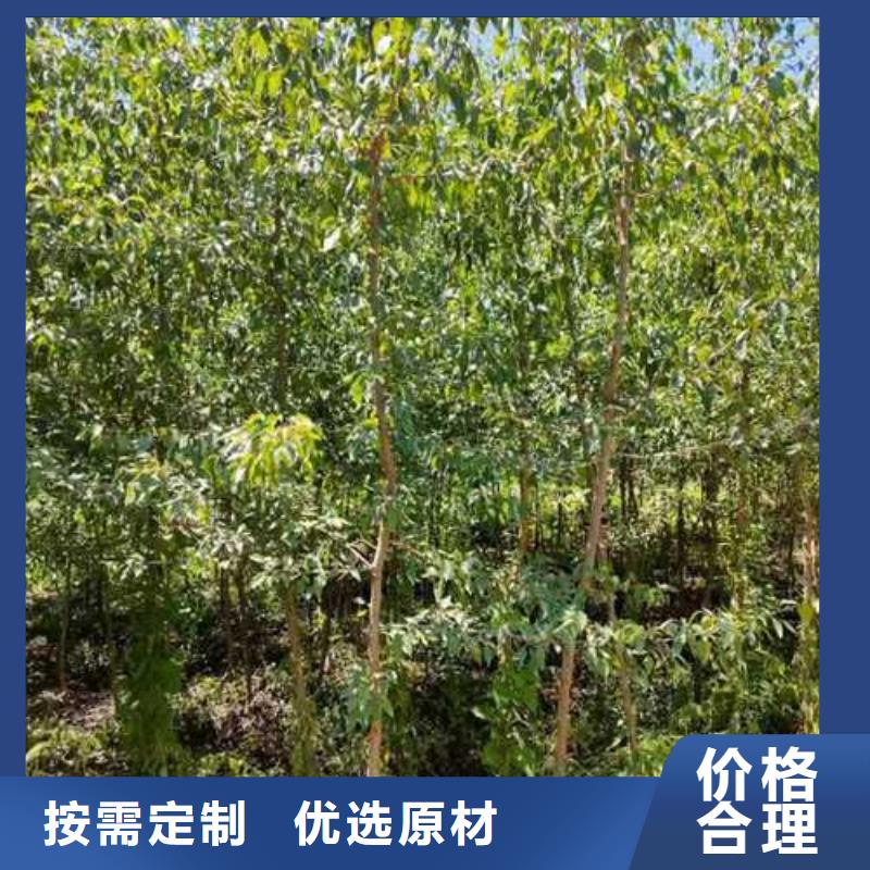 杜梨_奥红一号梨苗实力厂商