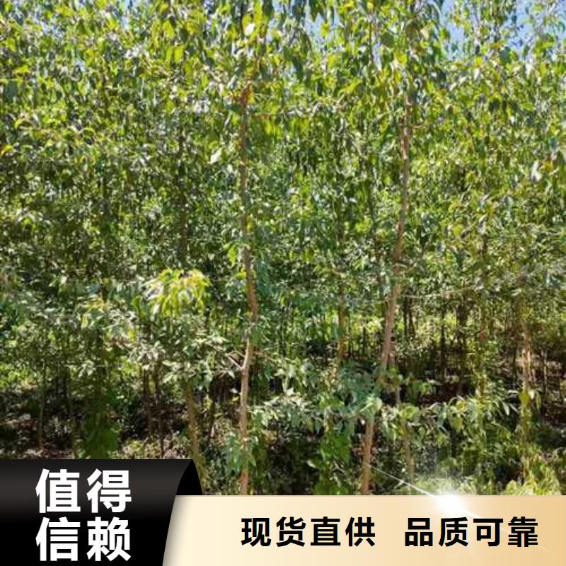 皇冠梨树苗视频-皇冠梨树苗_浙江省衢州市市场覆盖开化|常山|台州|温州|湖州|金华|舟山|嘉兴等