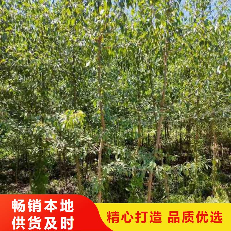 杜梨奥红一号梨苗真诚合作