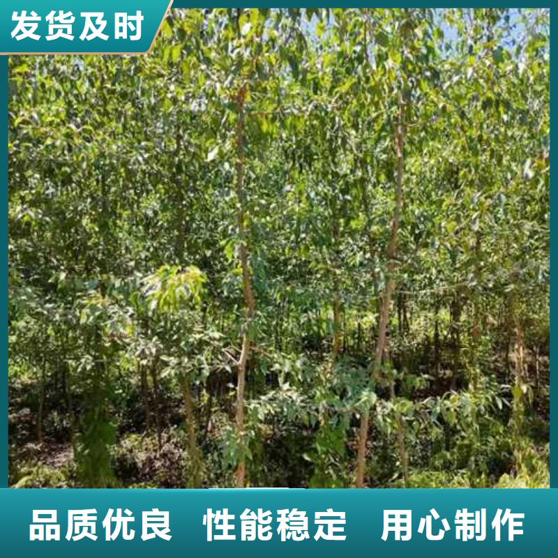 杜梨,杜梨苗工厂认证