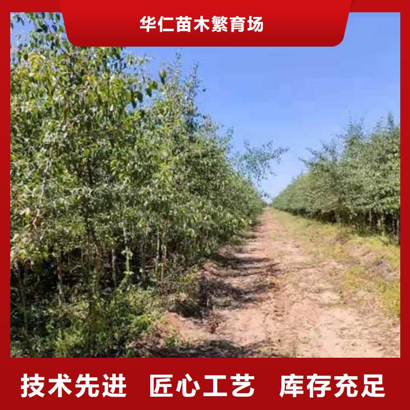 皇冠梨树苗视频-皇冠梨树苗-华仁苗木繁育场(常州市分公司)服务区域钟楼|溧阳|南通|盐城|连云港|淮安|无锡