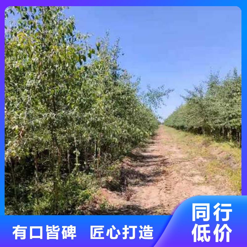 杜梨奥红全红梨树苗价格实在